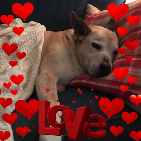 Meet your Posher, Carol - Picture 1 of 1